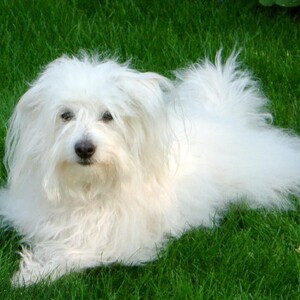 Coton de Tuléar