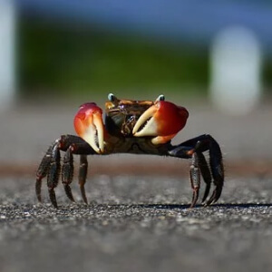 Crabul