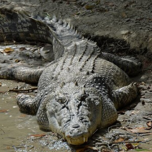 Crocodilul
