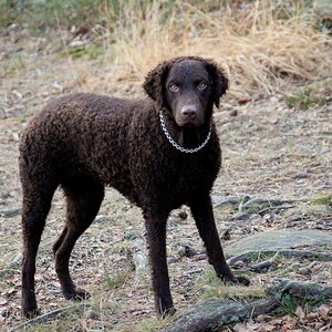 Curly Coated Retriever