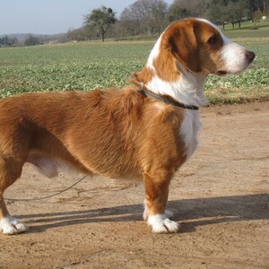 Dachsbracke vestfalian