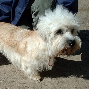 Dandie Dinmont Terrier