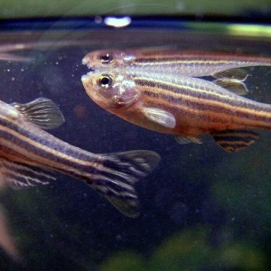 Câțiva pești danio zebra, mici și alungiți, cu dungi albastre și argintii pe corp