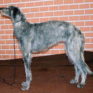 Deerhound