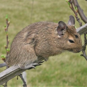 Degu cu blană brună, urechi rotunjite și coadă cu smoc, pe o ramură