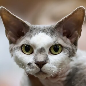 Devon Rex