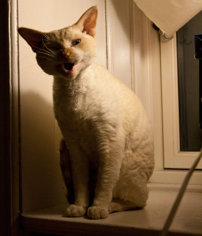 Pisică Devon Rex crem, așezată