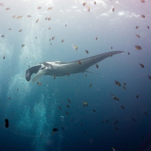 Manta oceanică văzută din față și lateral în apă albastră, cu înotătoarele larg desfăcute