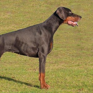 Dobermann