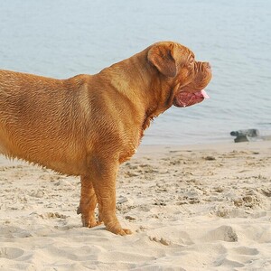 Dog de Bordeaux