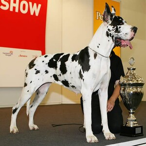 Dog german