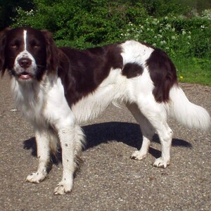 Drentse Patrijshond