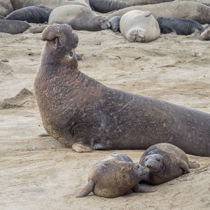 Elefant de mare mascul cu nas mare și umflat, ridicat pe plajă lângă femele și pui