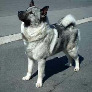 Elkhound norvegian