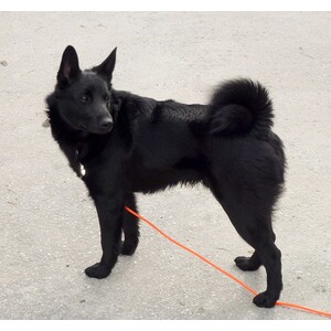 Elkhound norvegian negru