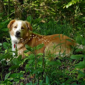 English Shepherd