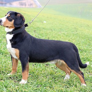 Entlebucher
