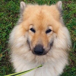 Eurasier