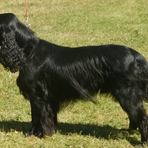 Field Spaniel
