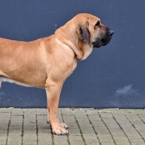 Fila Brasileiro