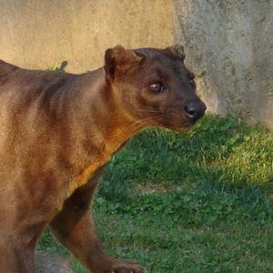Fossa