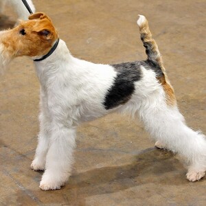 Fox Terrier cu păr sârmos