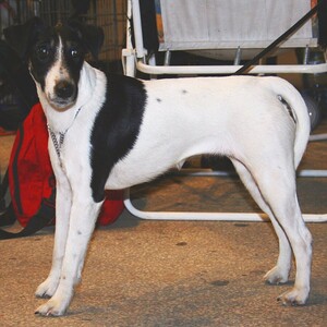 Fox Terrier cu păr scurt