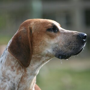 Foxhound englez