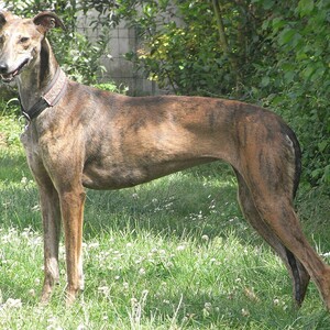 Galgo Español