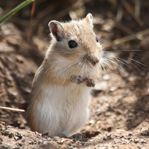 Gerbil mongolez cu blană brună și abdomen deschis, ridicat la intrarea în vizuină
