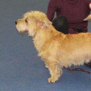 Glen of Imaal Terrier