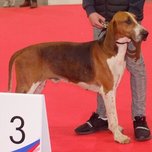 Grand Anglo-Français Tricolore