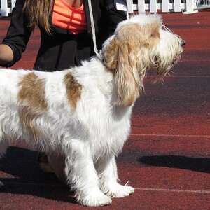 Grand Basset Griffon Vendéen
