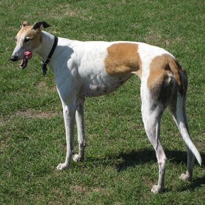 Greyhound