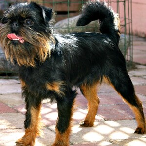 Griffon belgian
