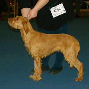 Griffon Fauve de Bretagne