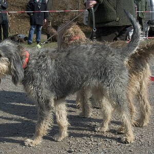 Griffon Nivernais
