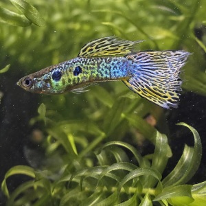 Mascul guppy cu pete albastre și verzi și coadă galbenă desenată, printre plante acvatice