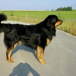 Hovawart