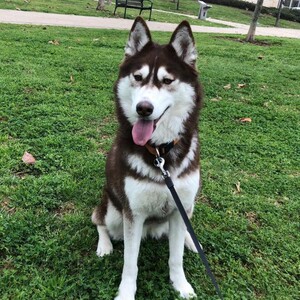 Husky siberian