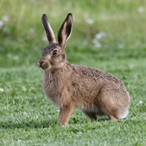 Iepurele de câmp