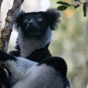 Indri