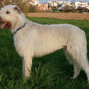 Irish Wolfhound