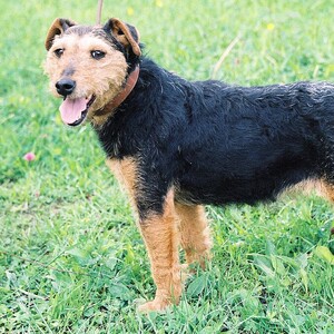 Jagdterrier