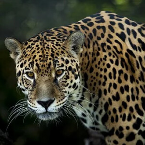 Jaguarul