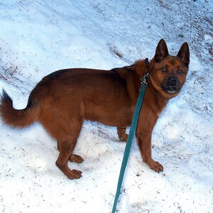 Jindo coreean