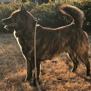 Kai Ken