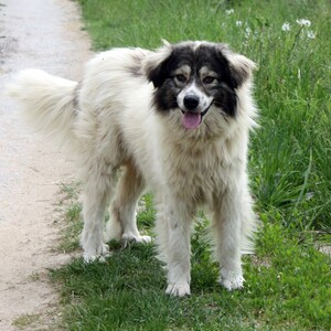 Karakachan