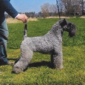 Kerry Blue Terrier
