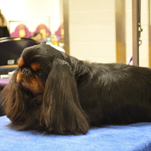 King Charles Spaniel